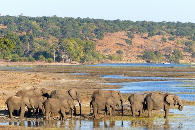 פילים בדרך לרחיצה בנהר