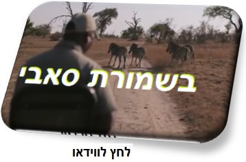 ספארי מודרך בשמורה פרטית סאבי