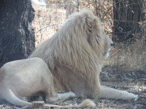 אריה לבן בפארק האריות