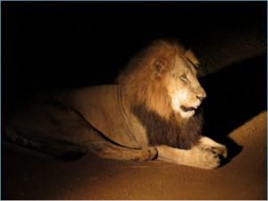 מפגש בספארי לילה עם האריה