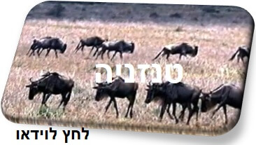 טנזניה ווידאו