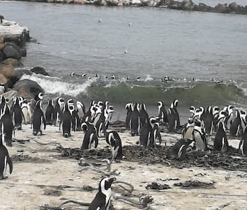 פינגווינים בבטי ביי