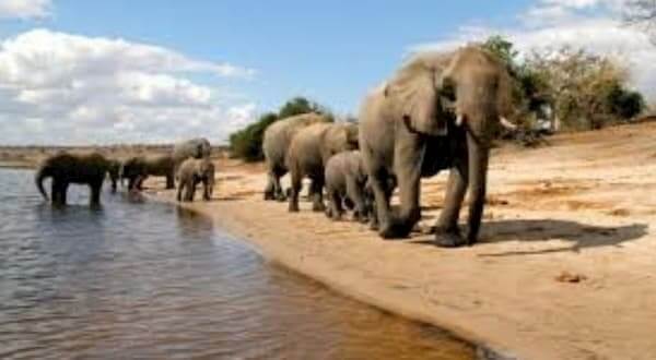פילים לאורך הנהר