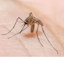 יתוש המלריה