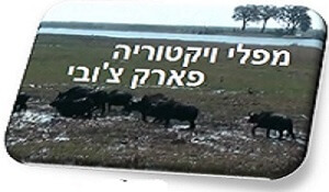 מפלי ויקטוריה ופארק צ'ובי