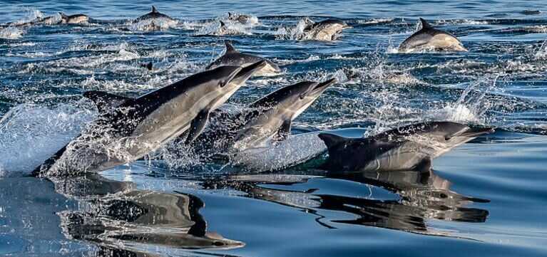 דולפינים