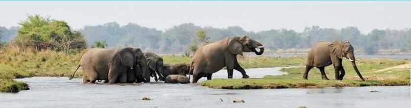 פילים בנהר