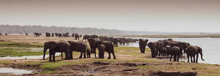 עדר פילים על גדות הנהר