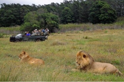 תצפית על האריות בשמורה הפרטית